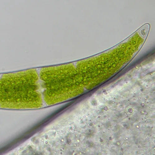 снимка Микроскоп Bresser Researcher Trino 40–1000x,  16