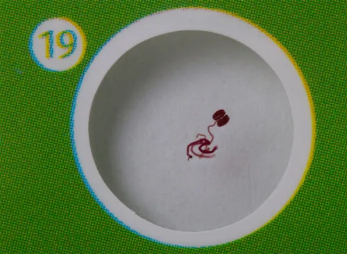 фотография Комплект подготвени проби от живи същества и растения Levenhuk LabZZ CP24,  10