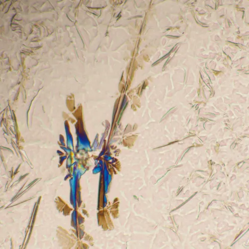 фотография Биологичен микроскоп MAGUS Bio 290T,  25