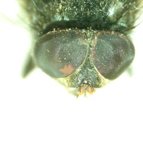 фотография Стереомикроскоп MAGUS Stereo A8,  14