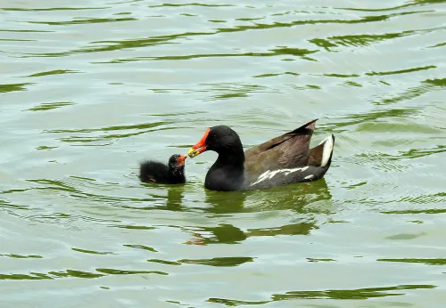 картинка Фототелескоп Levenhuk Kelvin MAK127 AZ GOTO Wi-Fi,  14