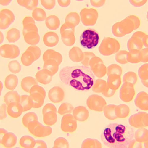 фотография Биологичен микроскоп MAGUS Bio 250B,  20