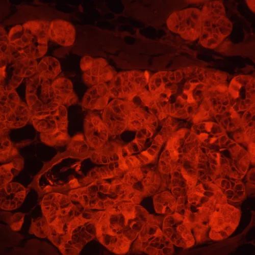 изображение Флуоресцентен инвертиран цифров микроскоп MAGUS Lum VD500L,  23