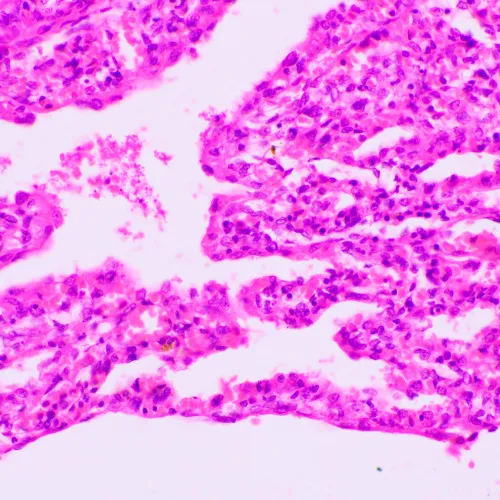 изображение Биологичен микроскоп MAGUS Bio 270T,  23