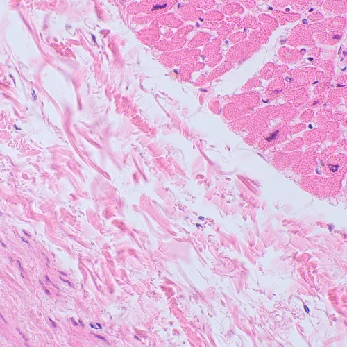 изображение Биологичен цифров микроскоп MAGUS Bio D250TL LCD,  30