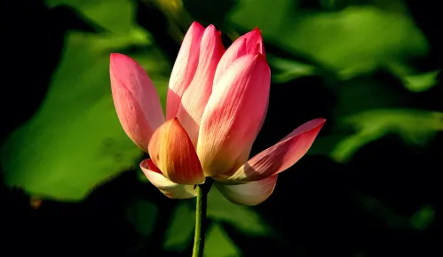 картинка Фототелескоп Levenhuk Kelvin MAK127 AZ GOTO Wi-Fi,  15