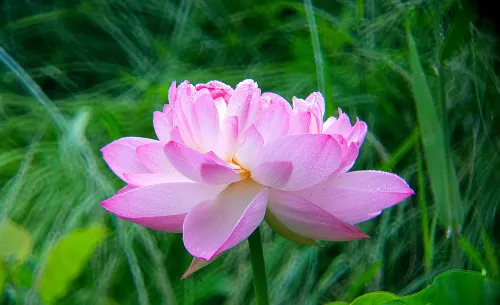 фотография Фототелескоп Levenhuk Kelvin MAK80 AZ,  18