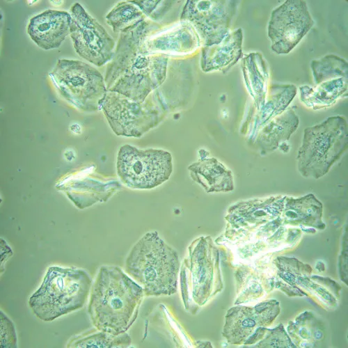 снимка Биологичен инвертиран цифров микроскоп MAGUS Bio VD360,  26