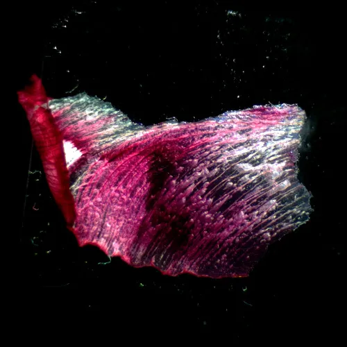 картинка Стереомикроскоп MAGUS Stereo A18T,  3