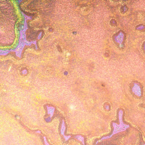 изображение Металургичен инвертиран микроскоп MAGUS Metal V790 DIC,  22