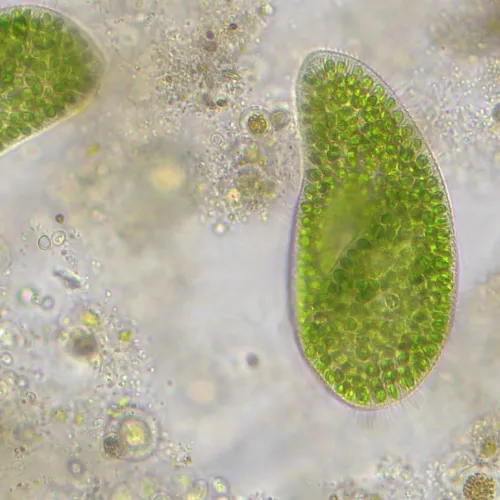 снимка Микроскоп Bresser Researcher Trino 40–1000x,  14