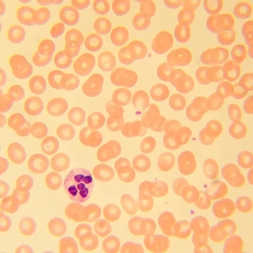 снимка Биологичен микроскоп MAGUS Bio 230B,  22