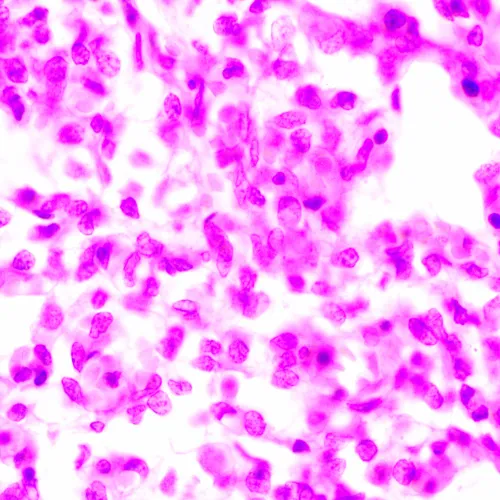 изображение Биологичен микроскоп MAGUS Bio 270T,  24