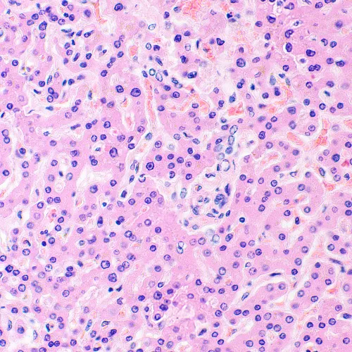 фотография Биологичен микроскоп MAGUS Bio 290T,  28