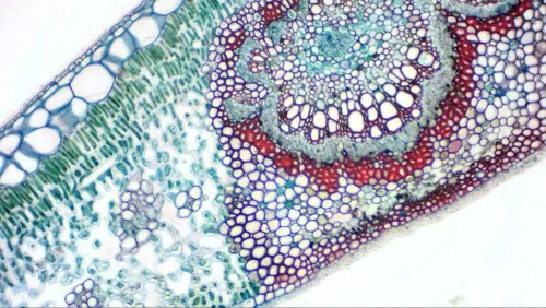 снимка Цифрова камера за окуляр Bresser MikrOkular Full HD,  8