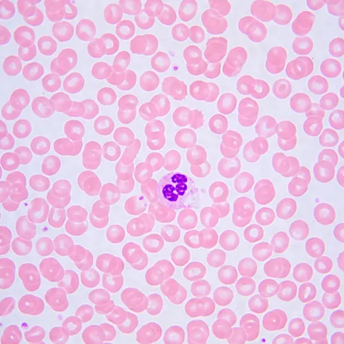 картинка Биологичен микроскоп MAGUS Bio 240T,  24