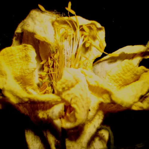 фотография Цифров стереомикроскоп MAGUS Stereo D9T,  27