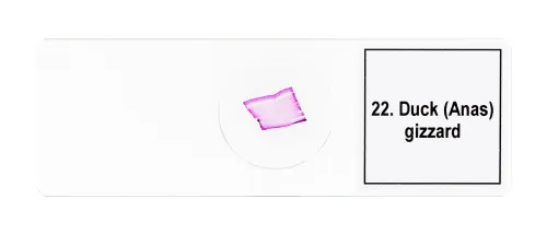 изображение Набор от микропрепарати Levenhuk Discovery Prof DPS 25. „Биология, птици и др.“,  11