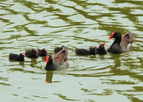 снимка Фототелескоп Levenhuk Kelvin MAK60 mini AZ,  15