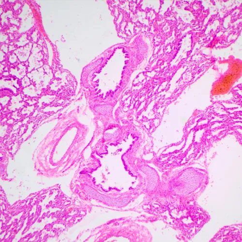 картинка Биологичен микроскоп MAGUS Bio 240T,  23