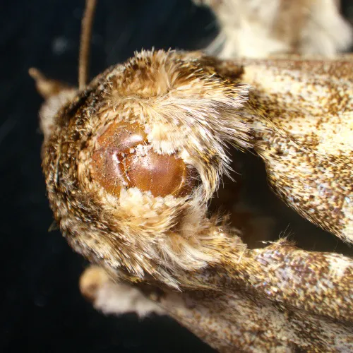 картинка Стереомикроскоп MAGUS Stereo A18T,  6