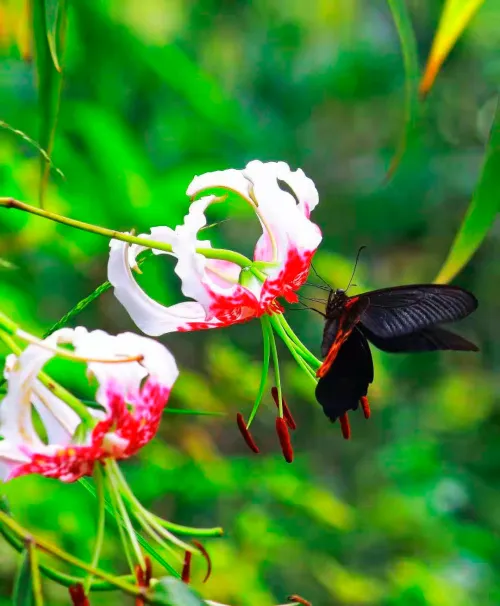 снимка Фототелескоп Levenhuk Kelvin MAK60 mini AZ,  16