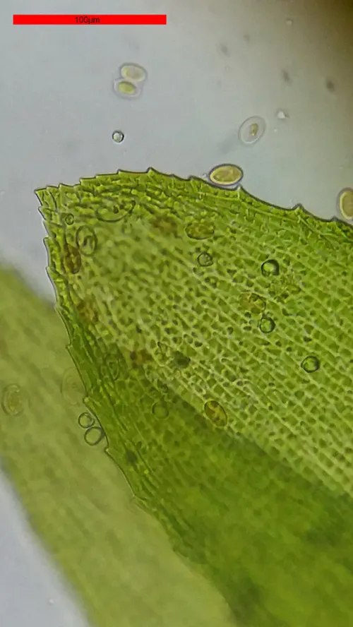 снимка Микроскоп Bresser Erudit Basic 40–400x,  18