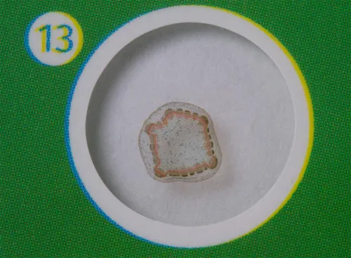 снимка Комплект подготвени проби от растения Levenhuk LabZZ P12,  5