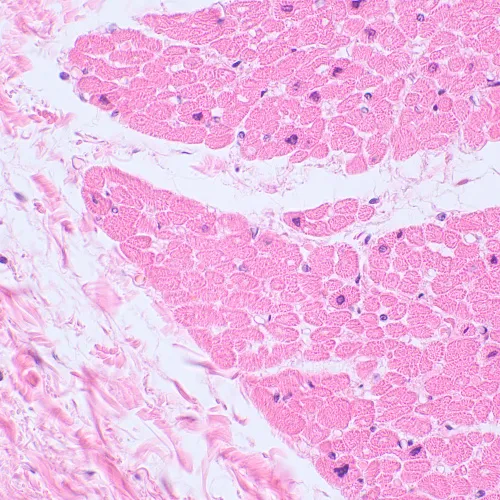 картинка Биологичен микроскоп MAGUS Bio 230BL,  22