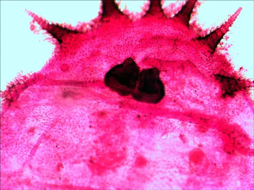 изображение Комплект подготвени проби Levenhuk N20 NG,  12